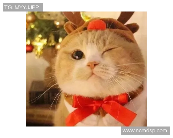 高清足球明星猫咪头像合集让你爱不释手的可爱选择